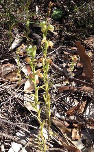 Pterostylis - orchid-green-hood-IMG_0484.JPG